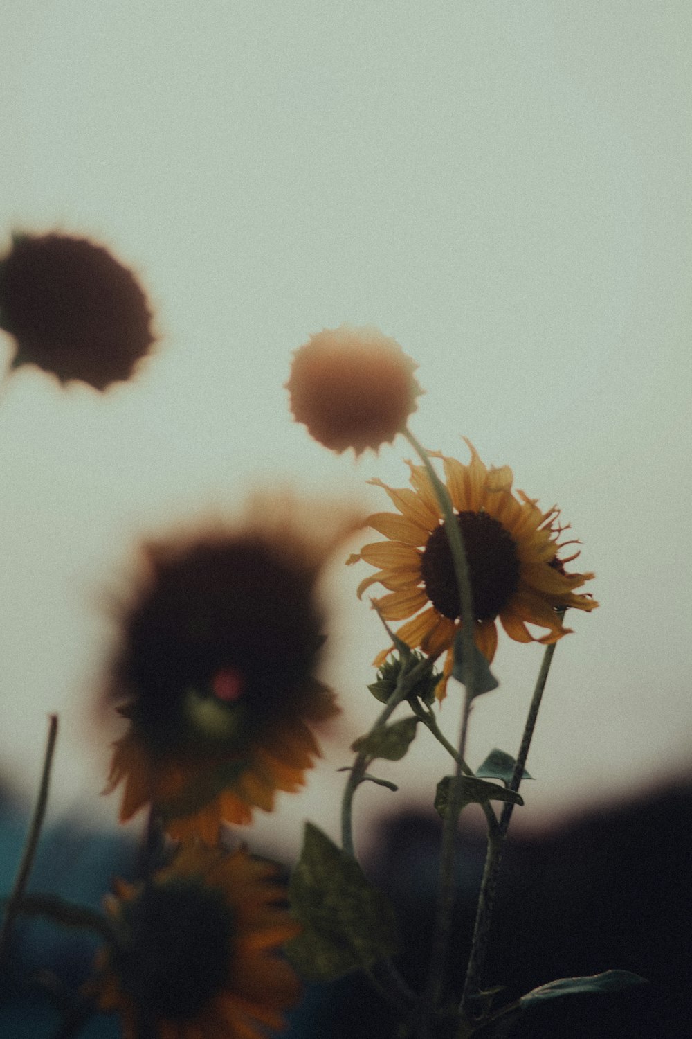 a bunch of sunflowers that are in a vase