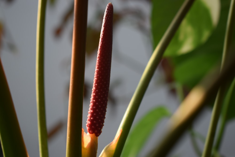 a close up of a flower on a plant