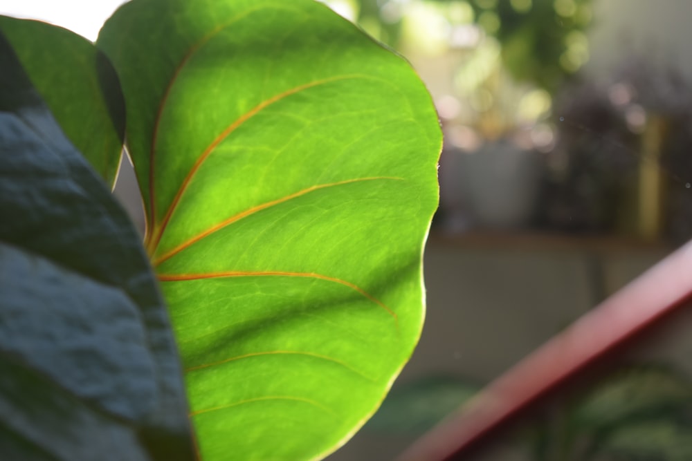 a close up of a large green leaf