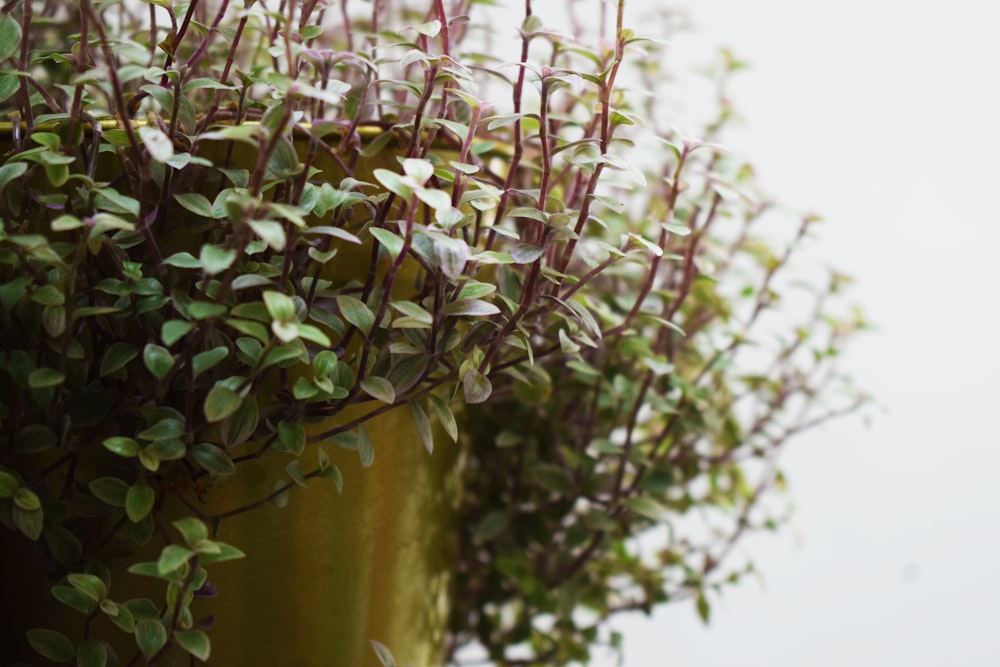 a couple of plants that are in a vase