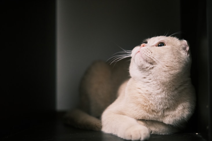 A cream-colored cat is lying down with its body relaxed and head tilted upward. The lighting is dim, highlighting the cat's whiskers and soft fur texture against the dark background.