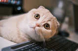 Close-up of a playful cat with bright eyes resting on a laptop keyboard