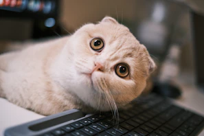 Close-up of a playful cat with bright eyes resting on a laptop keyboard
