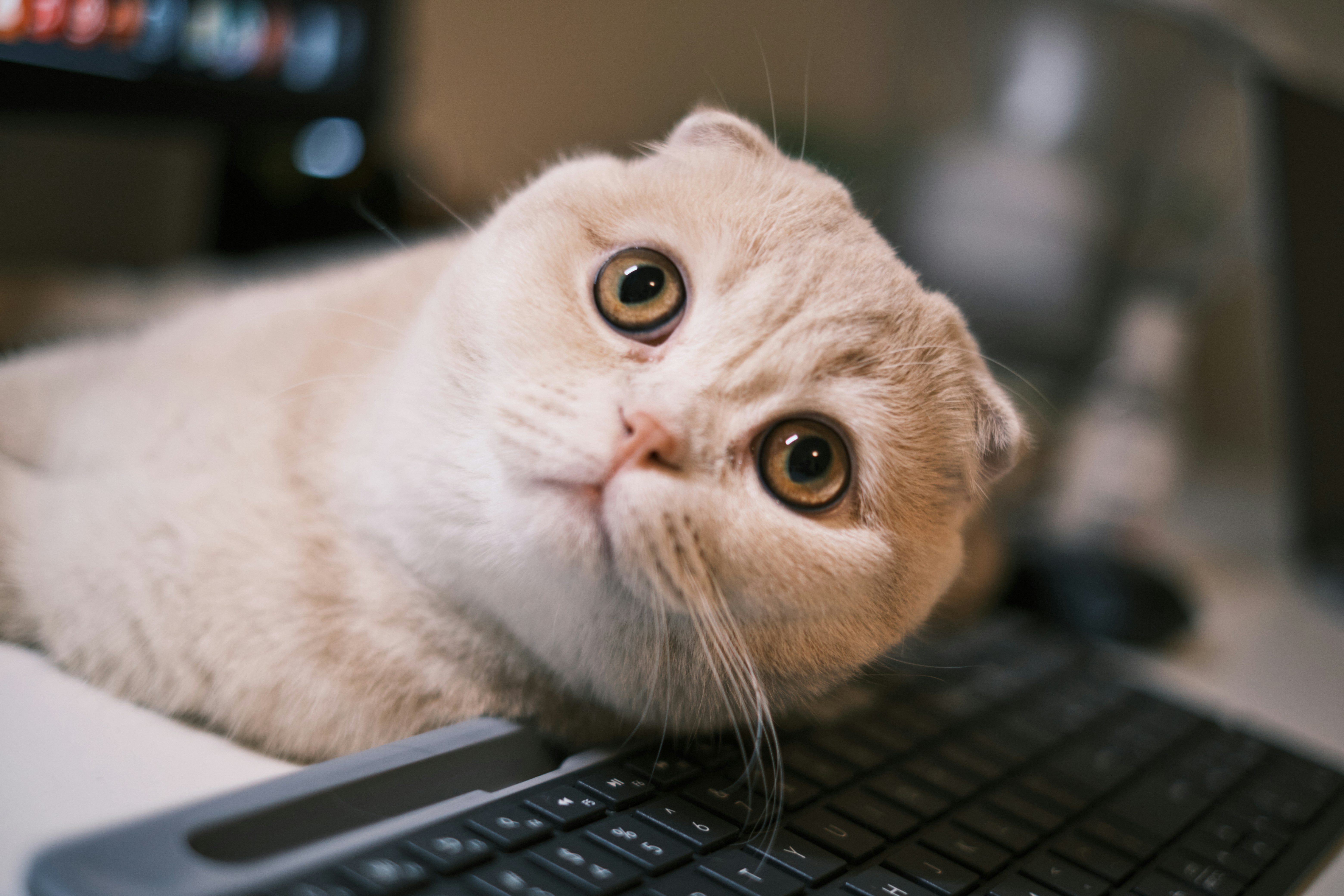 a cat laying on top of a computer keyboard