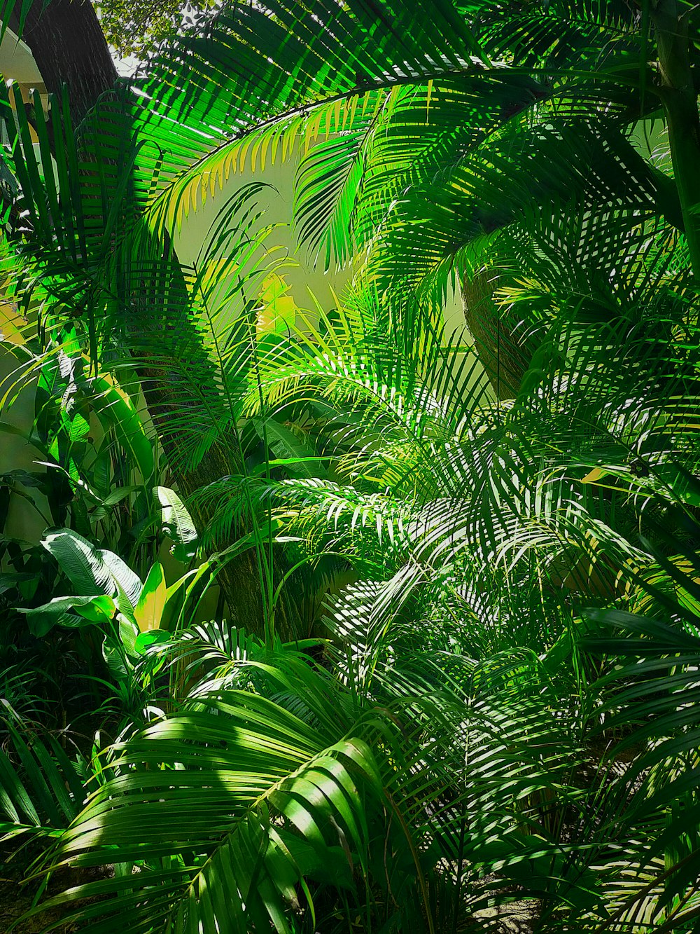 a lush green forest filled with lots of trees