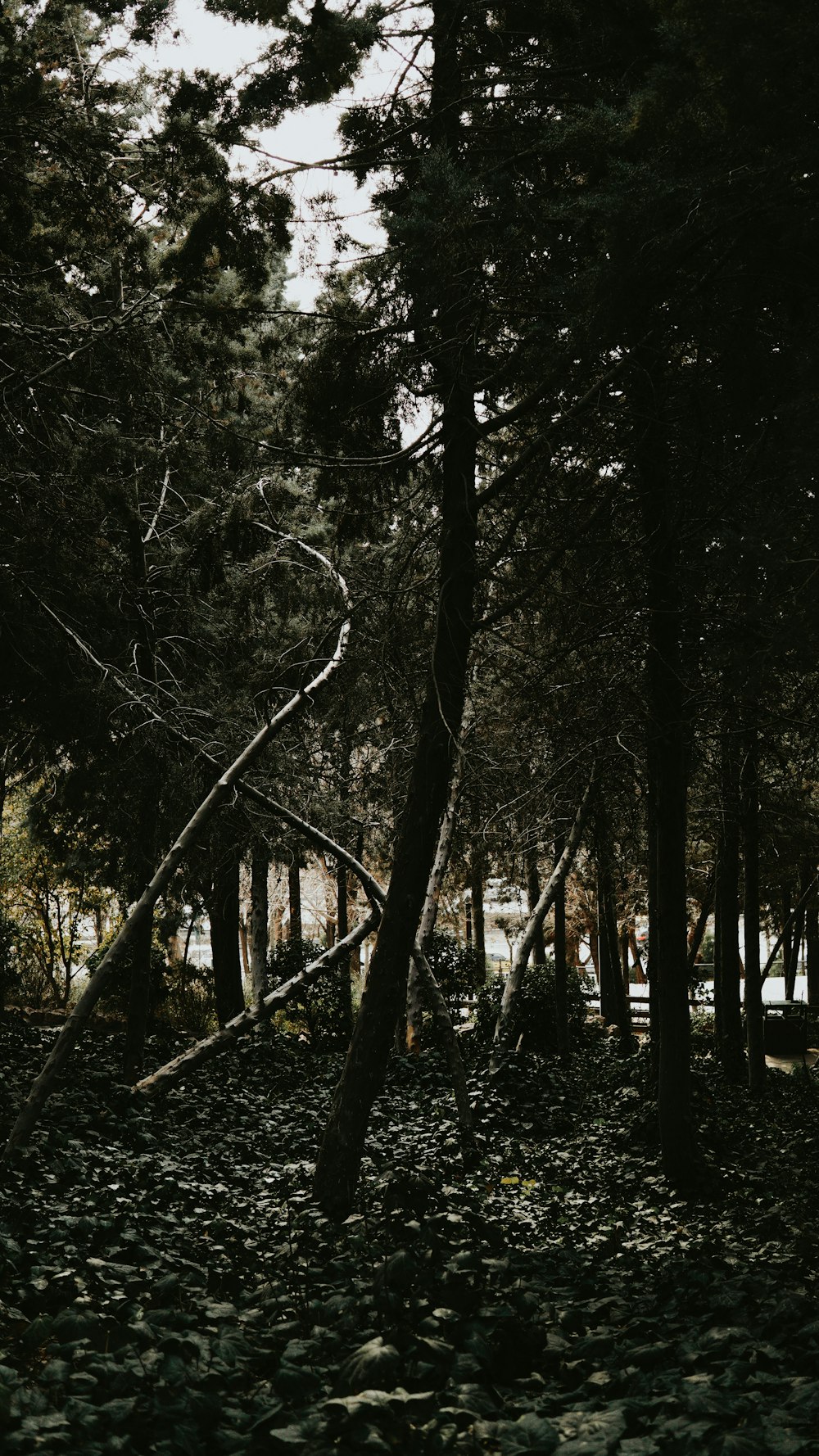 a black and white photo of trees and rocks