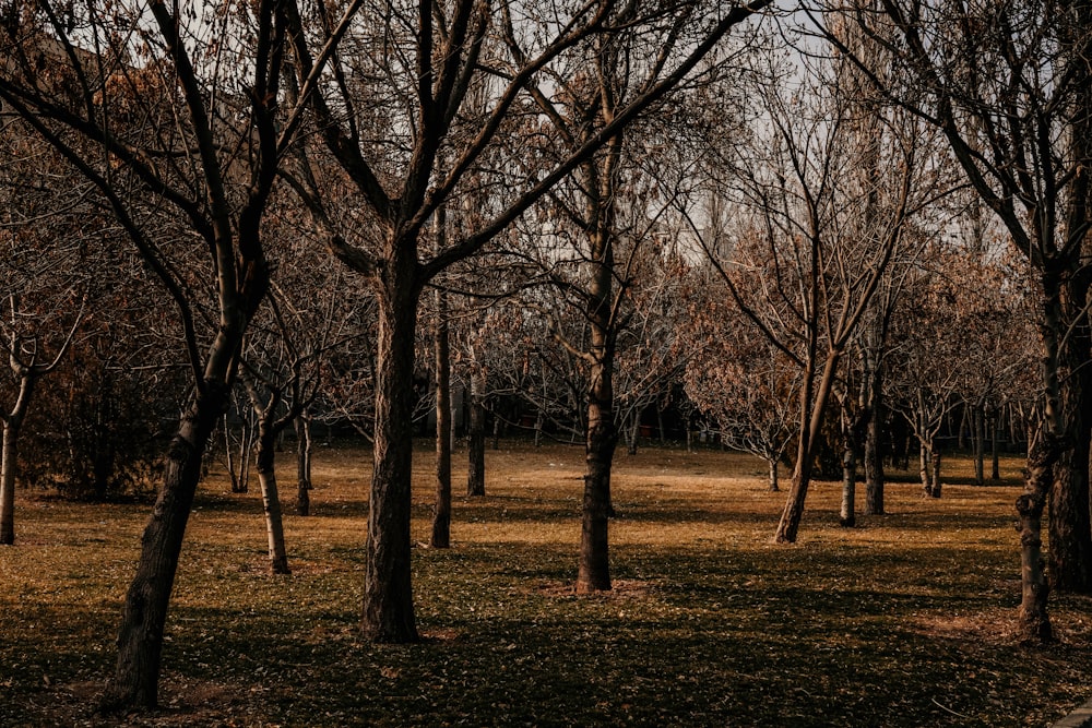 a park filled with lots of trees and grass