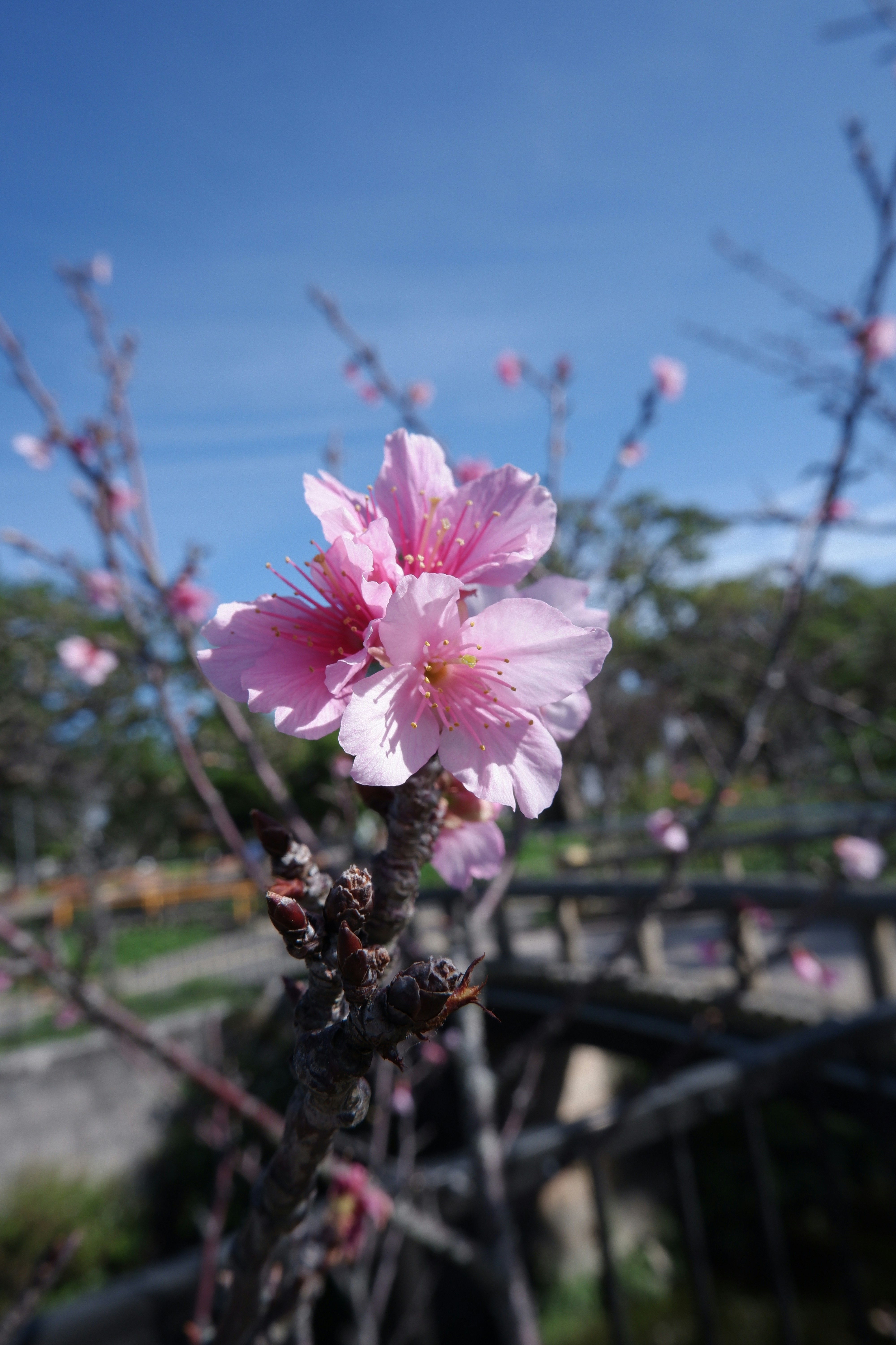 木の上の花のクローズアップ