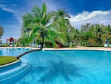 a pool with a palm tree in the middle of it