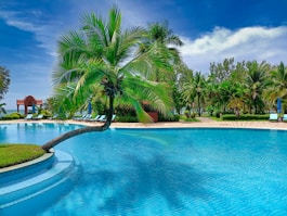 a pool with a palm tree in the middle of it