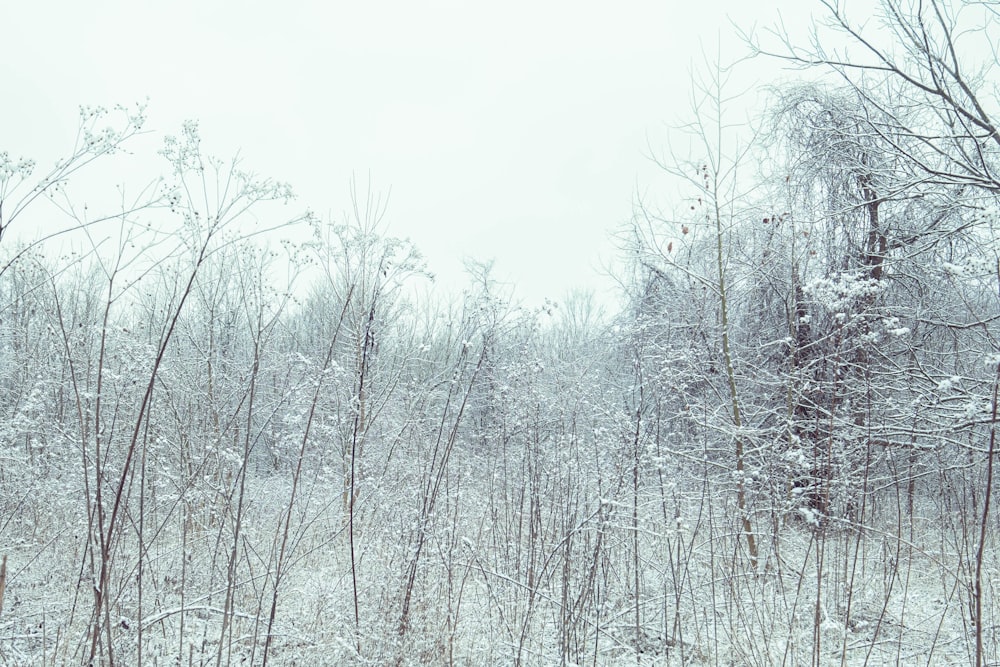 a snow covered forest filled with lots of trees