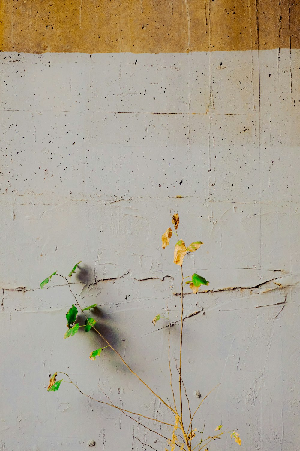 a plant growing out of a crack in a wall