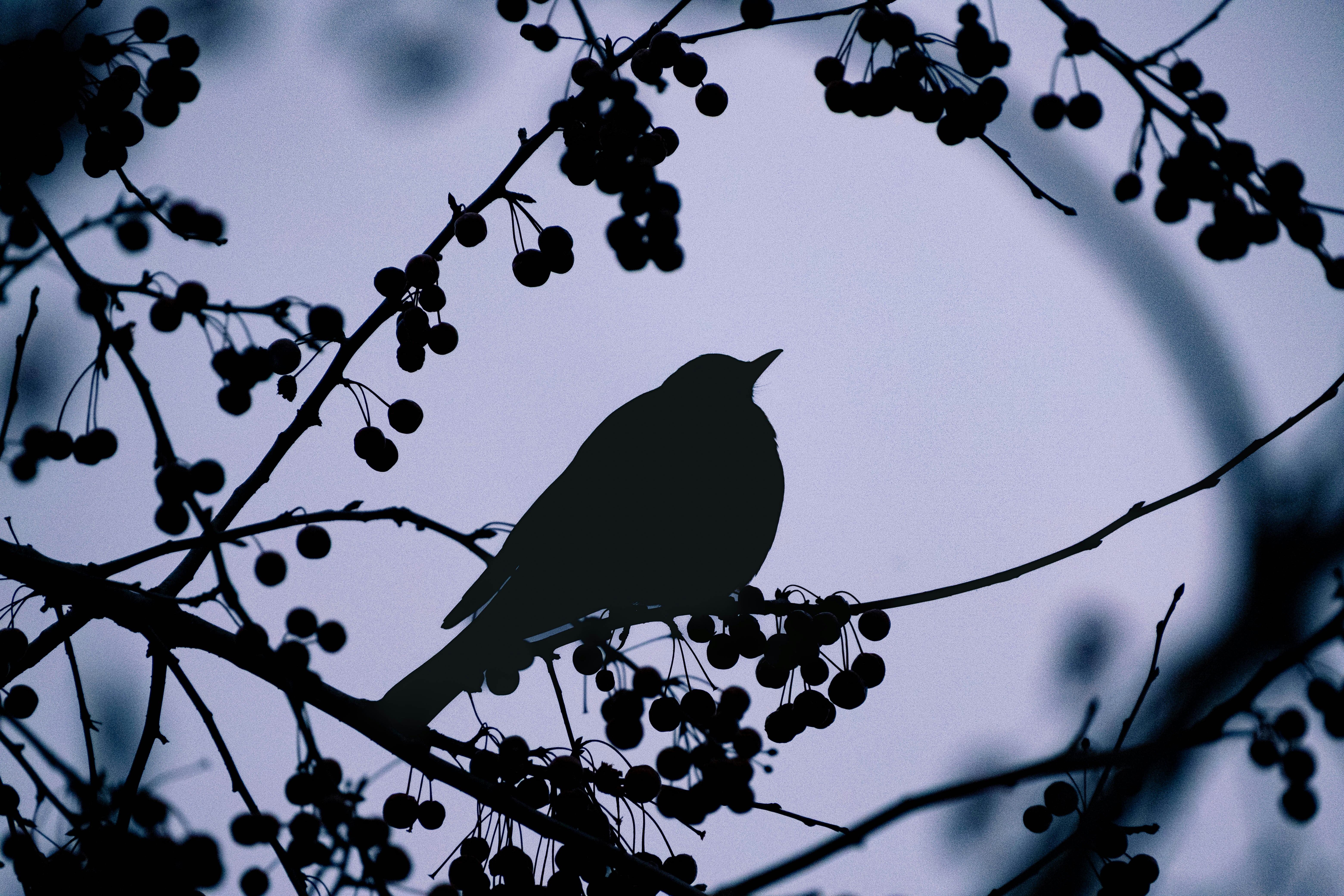 Photo by juniperowinds