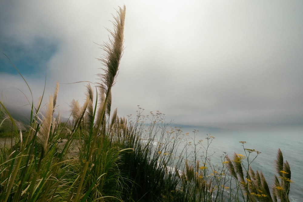 a view of a body of water from a grassy hill