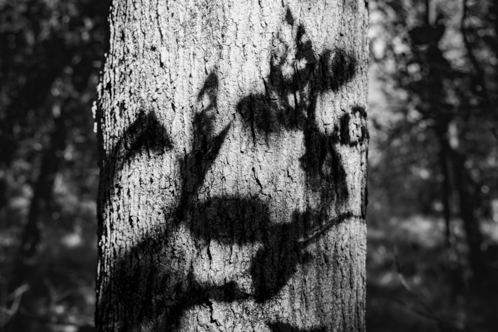 a black and white photo of a face drawn on a tree