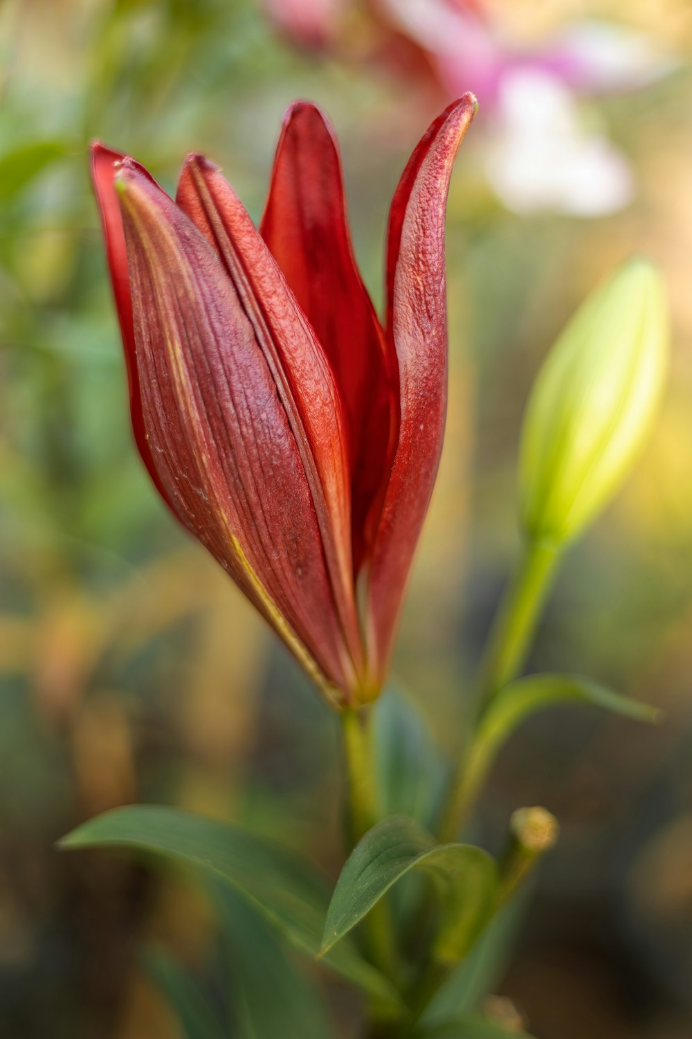 a close up of a flower with a blurry background