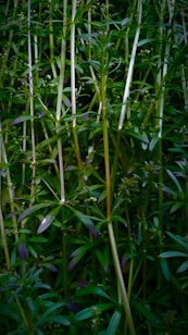 Tall, slender green plants with long stems and narrow leaves covering the entire frame, displaying a natural and organic pattern with small buds visible along the stems.