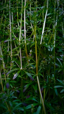 Tall, slender green plants with long stems and narrow leaves covering the entire frame, displaying a natural and organic pattern with small buds visible along the stems.