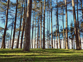 a group of tall trees in a forest