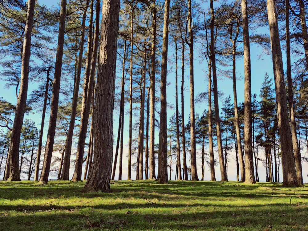 a group of tall trees in a forest