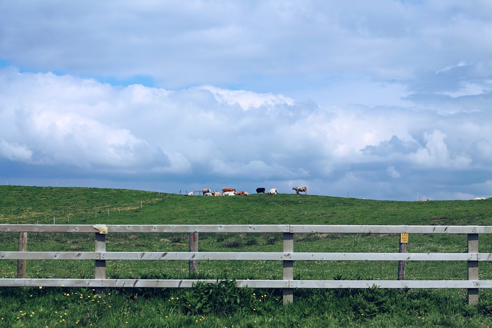 a wooden fence in a grassy field with cows in the distance