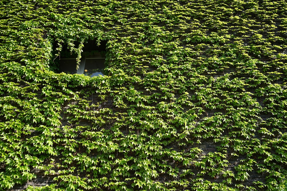 a building covered in vines with a window