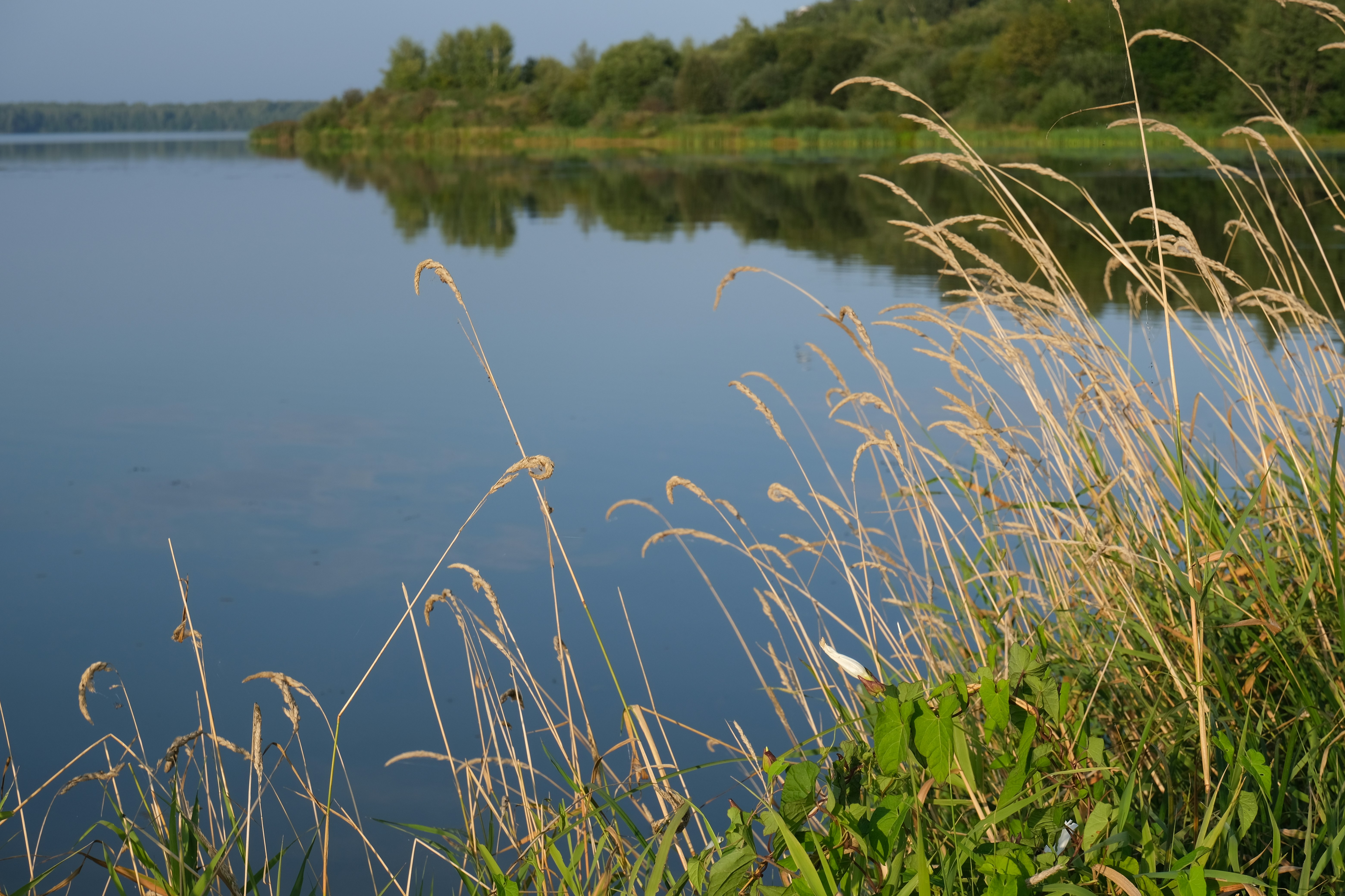 a body of water surrounded by grass and trees