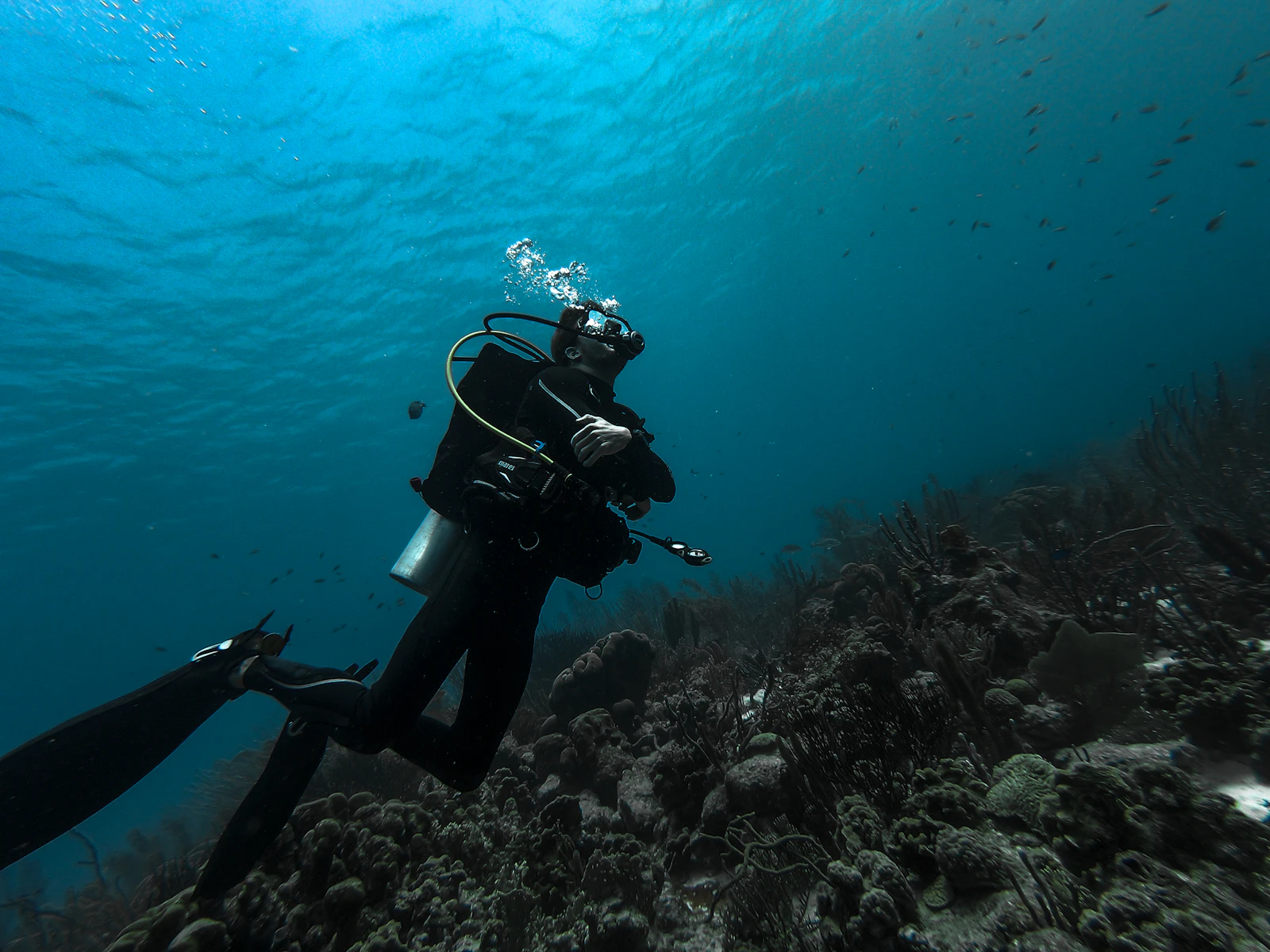 A diver in clear blue water surrounded by a school of fish