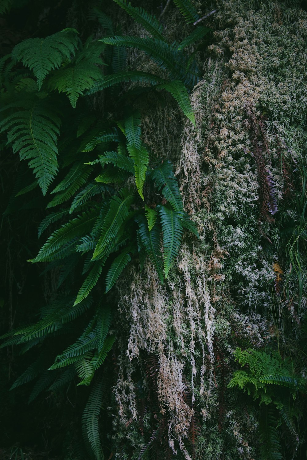 a moss covered tree trunk in the middle of a forest