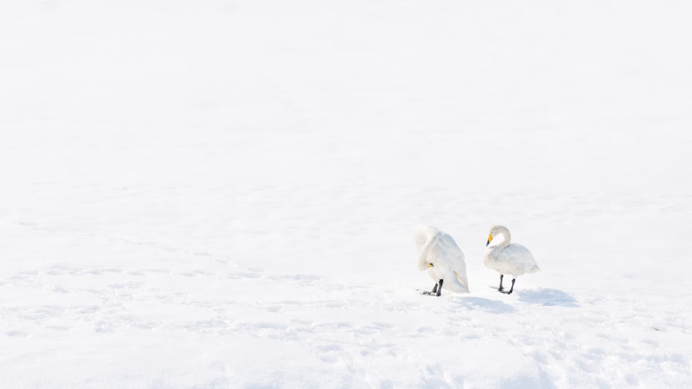 two white birds standing in the snow together