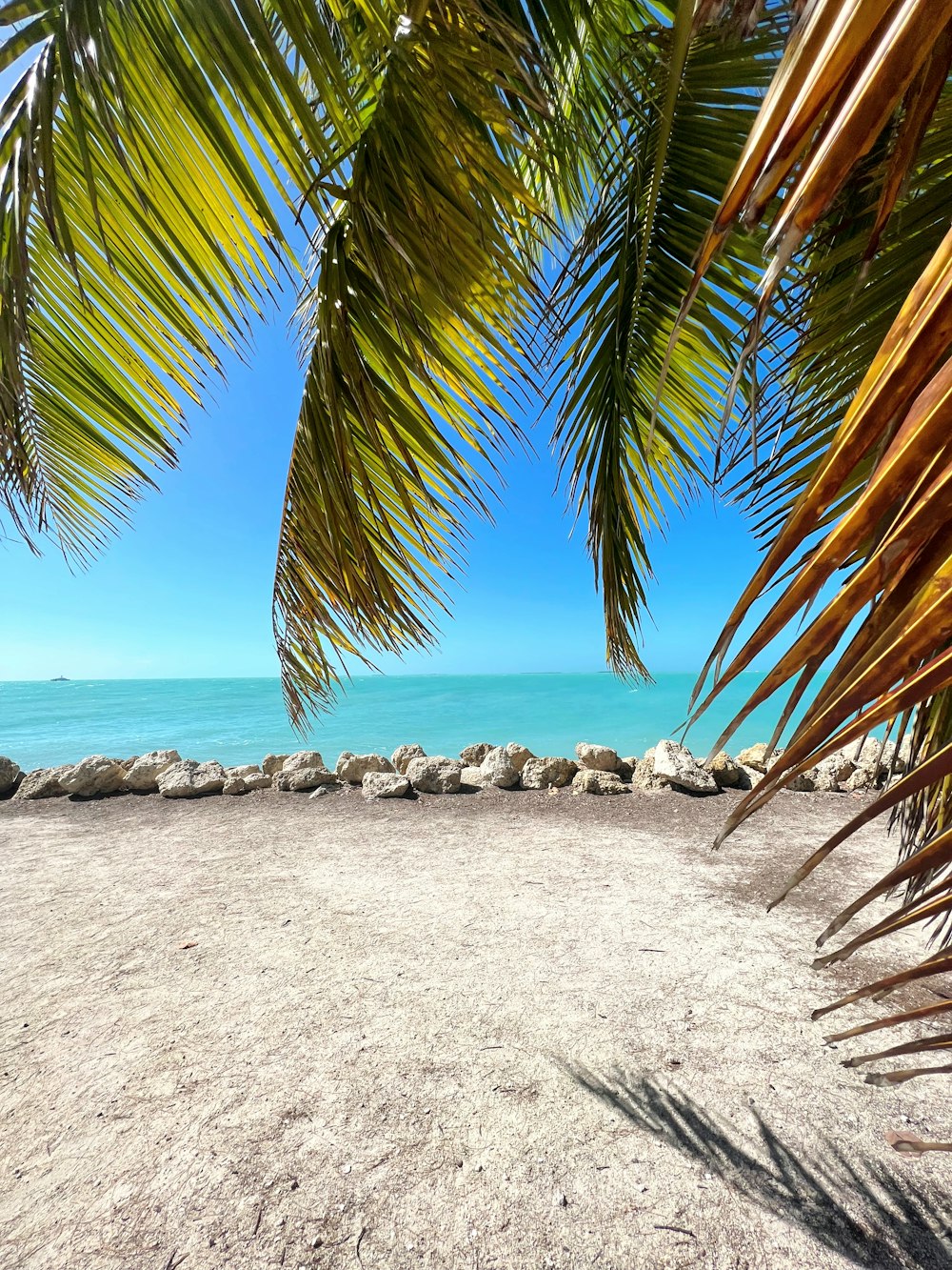 a sandy beach with palm trees and the ocean in the background