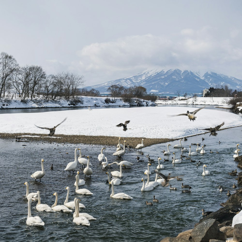 a flock of birds standing on top of a body of water