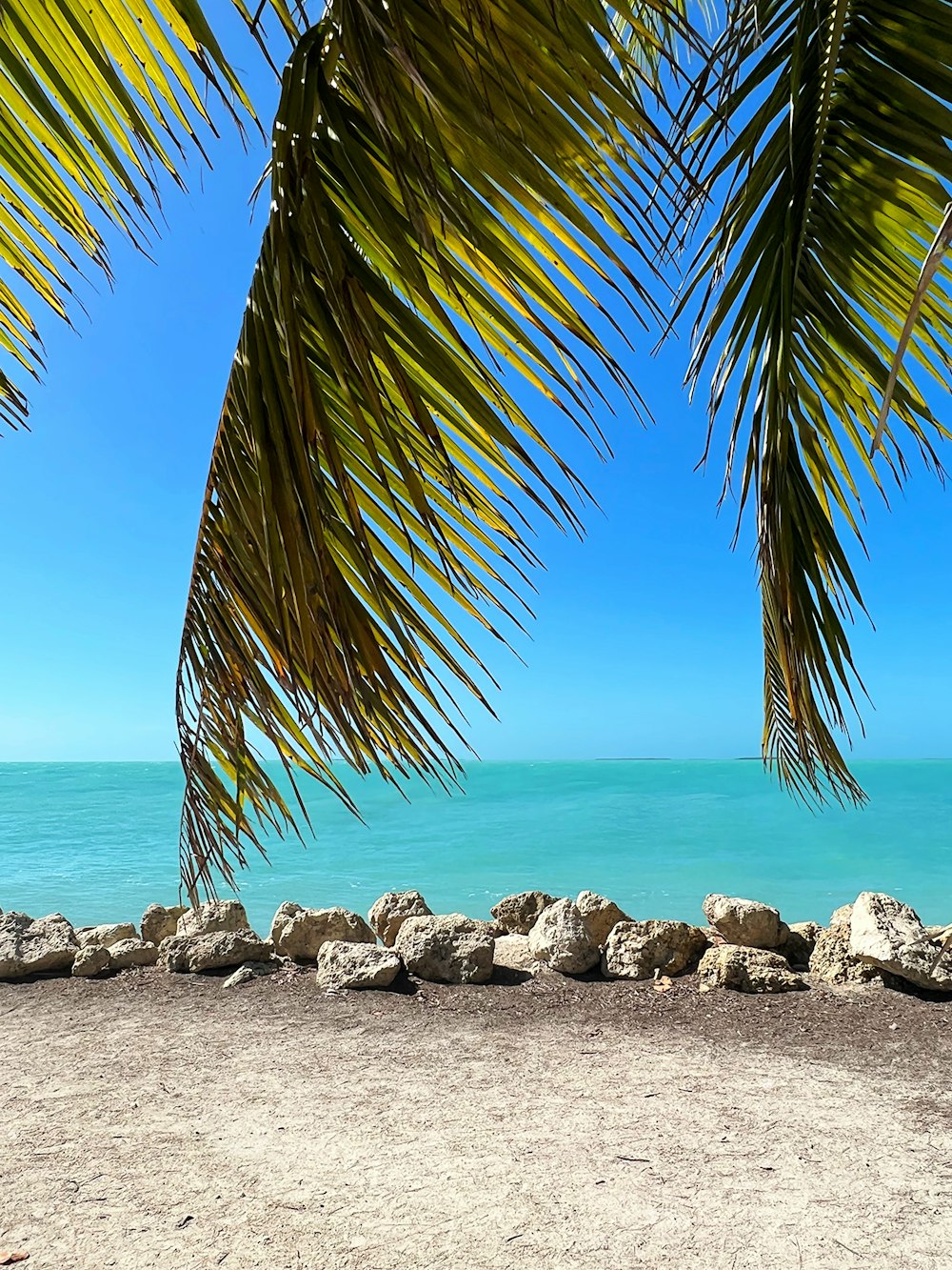 a view of the ocean from under a palm tree