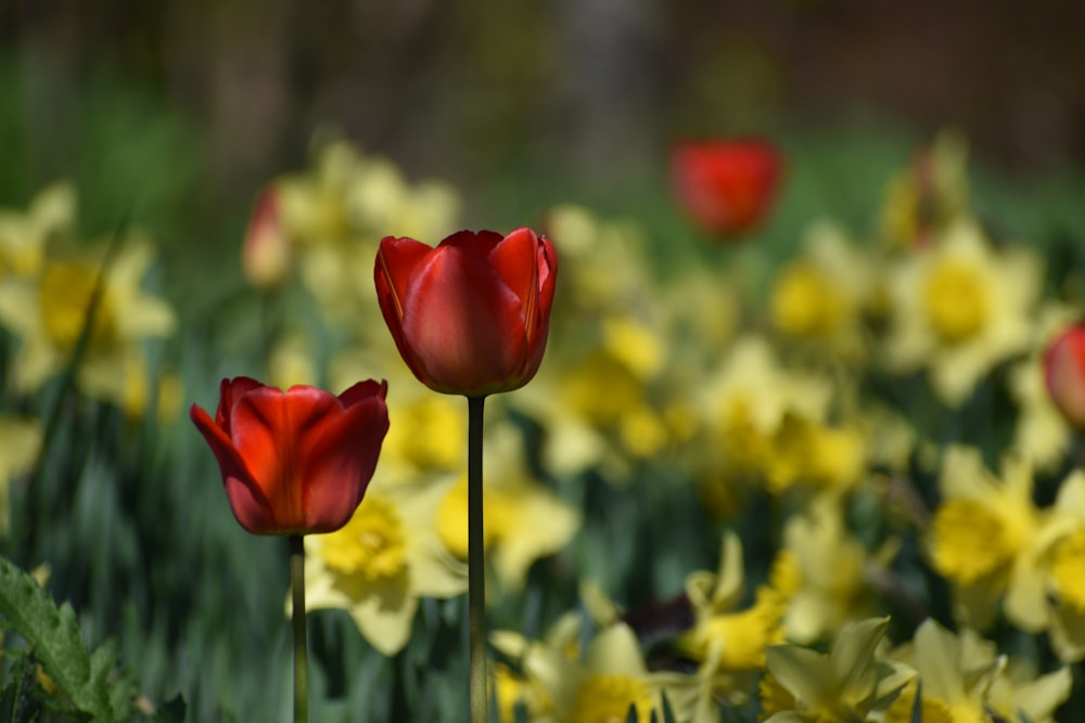 a field full of yellow and red flowers