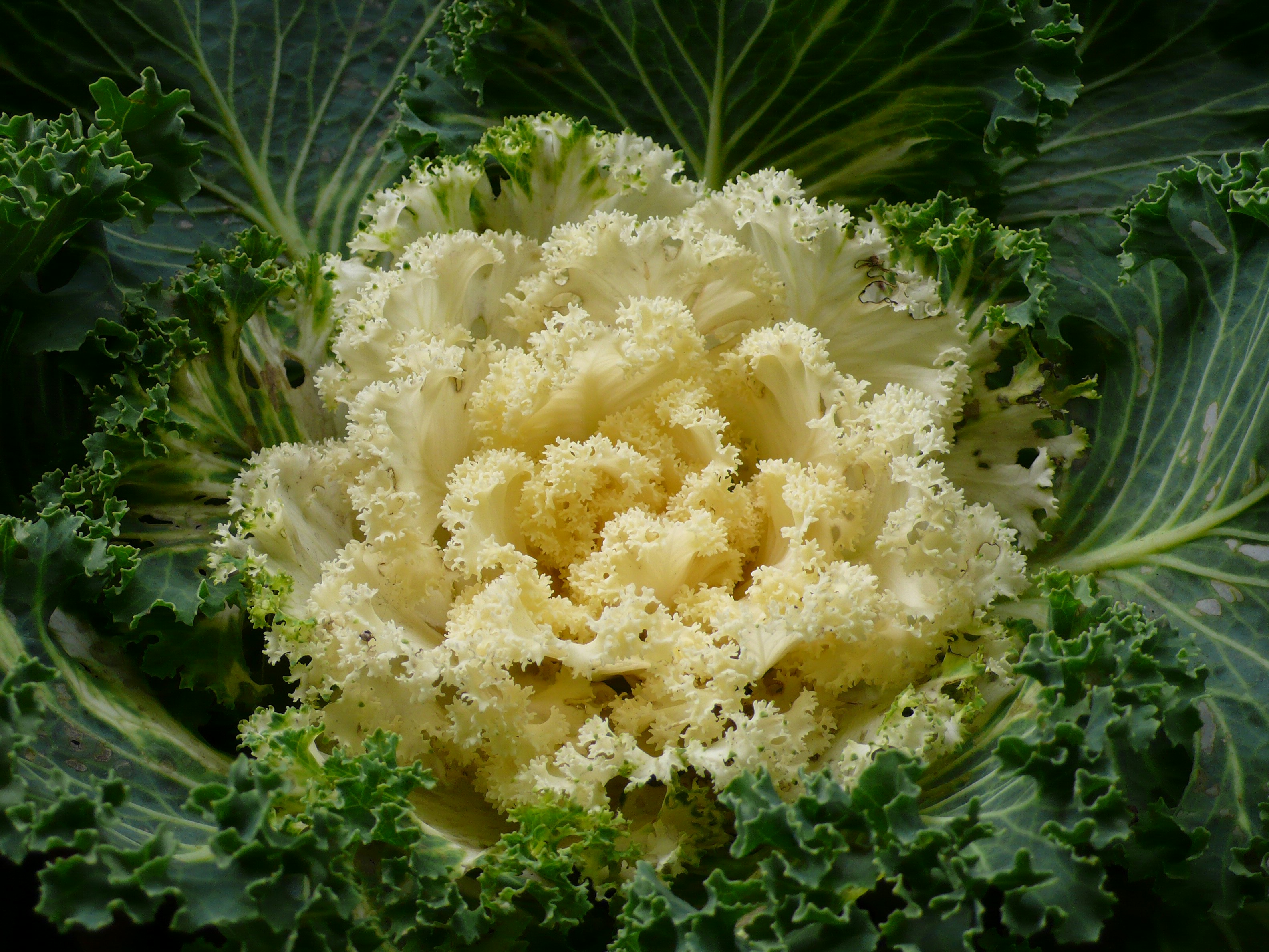 Organic Broccoli Flakes