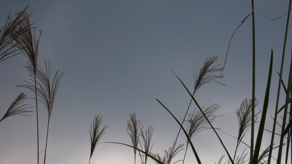 a group of tall grass blowing in the wind