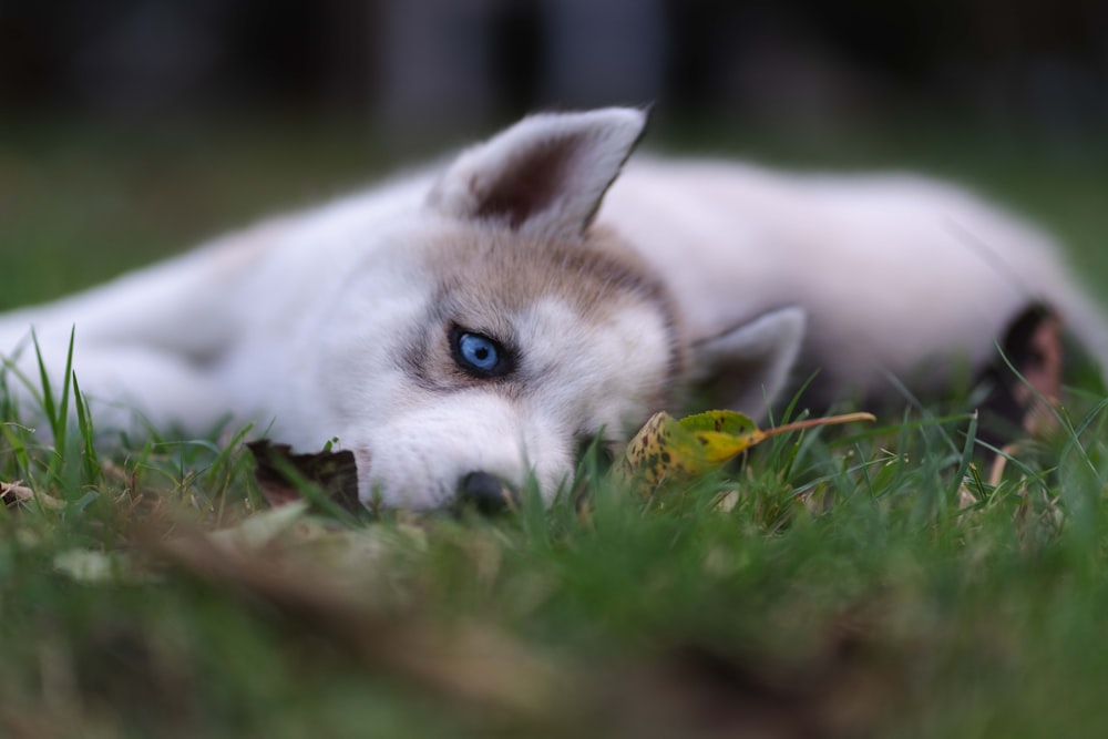 a white and brown dog laying on top of a lush green field