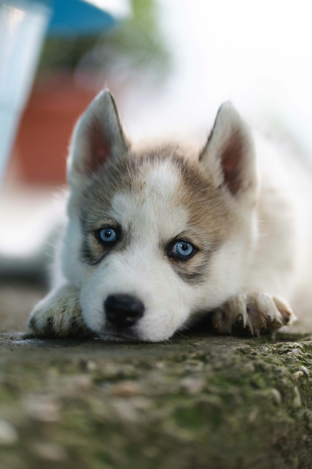 a puppy with blue eyes laying on the ground