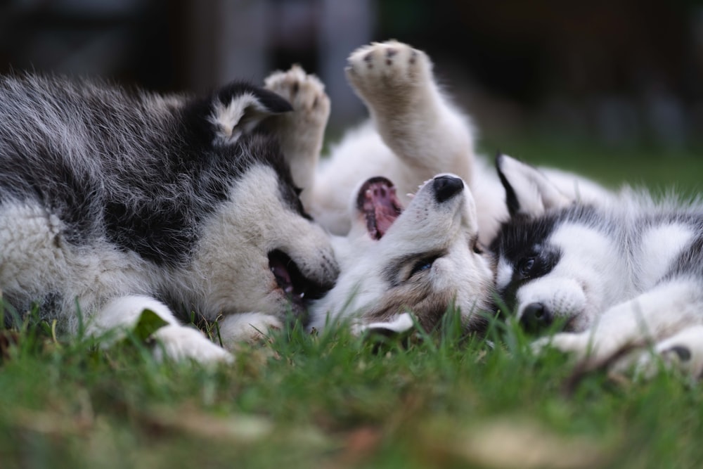 Un par de perros acostados en la cima de un exuberante campo verde