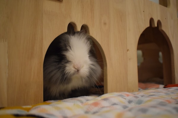 Guinea Pig Hideout House