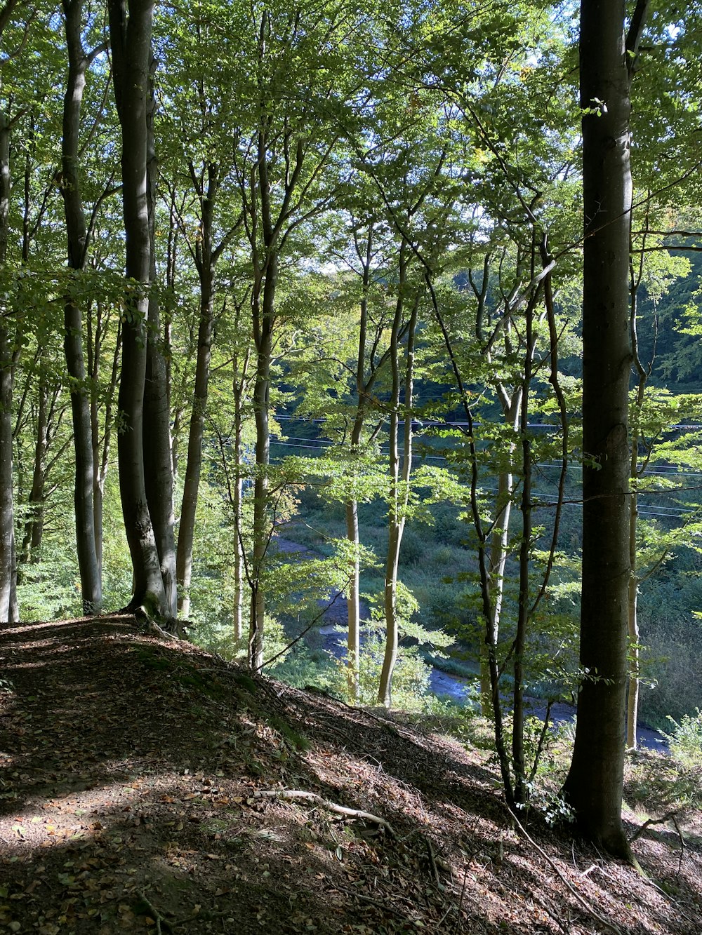 a group of trees that are standing in the dirt