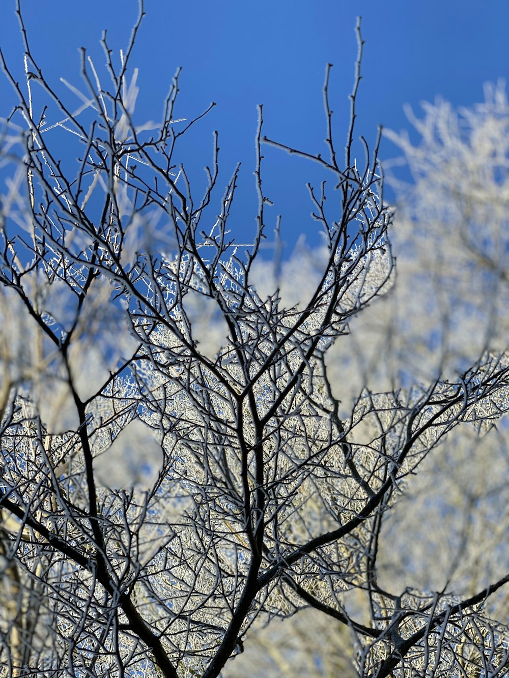 a bird is perched on a tree branch