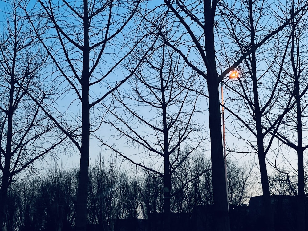 a street light in the middle of a park