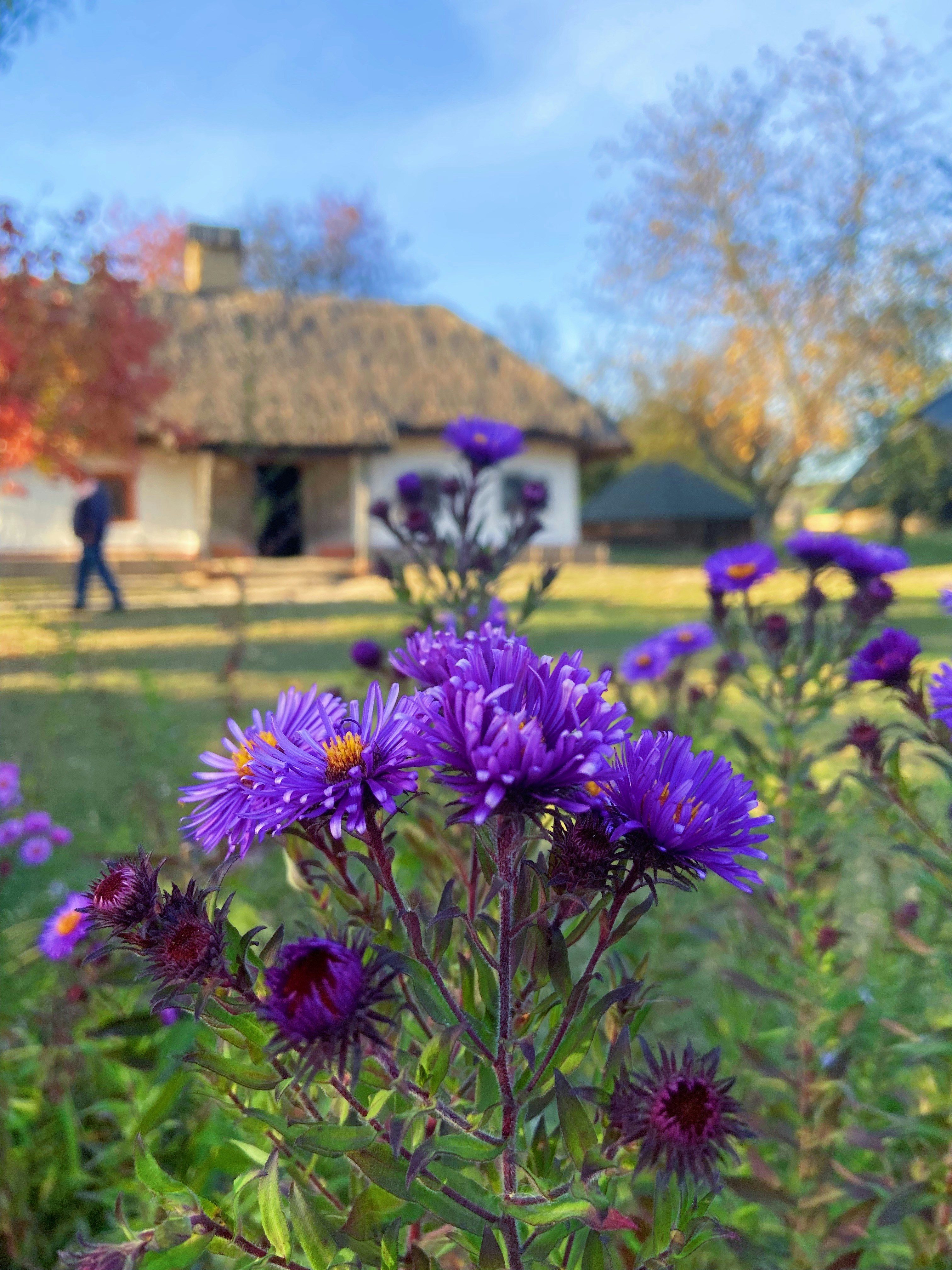 A field of purple flowers with a house in the background photo – Free ...