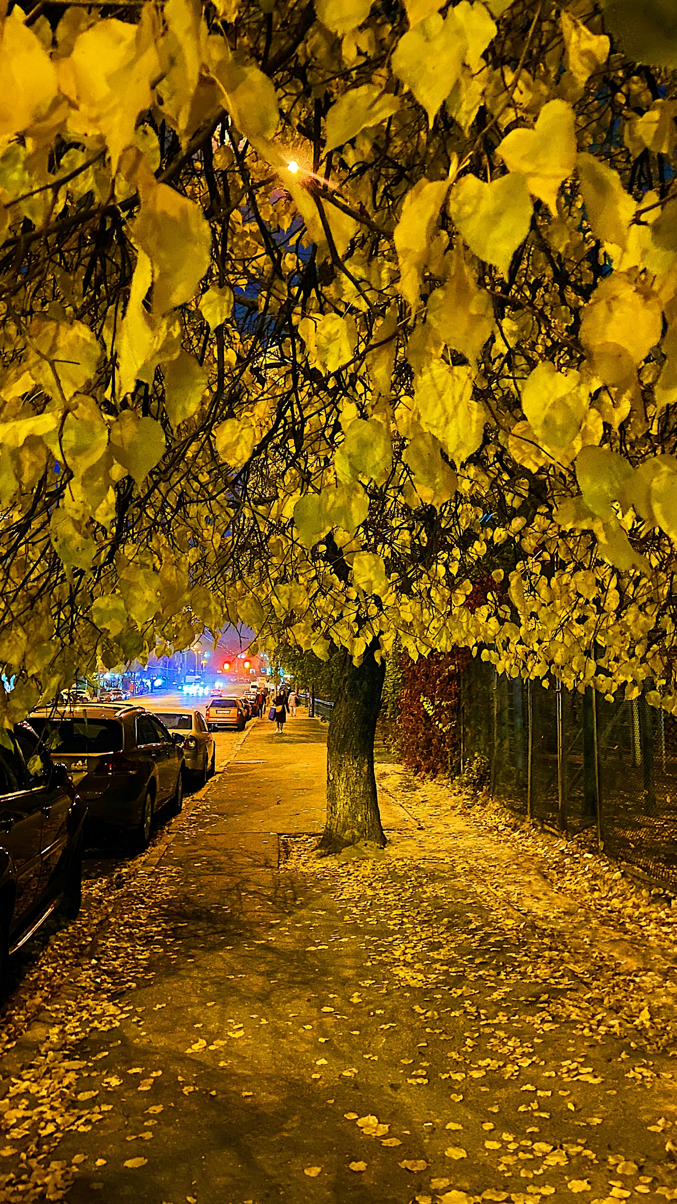 a row of parked cars under a leaf covered tree