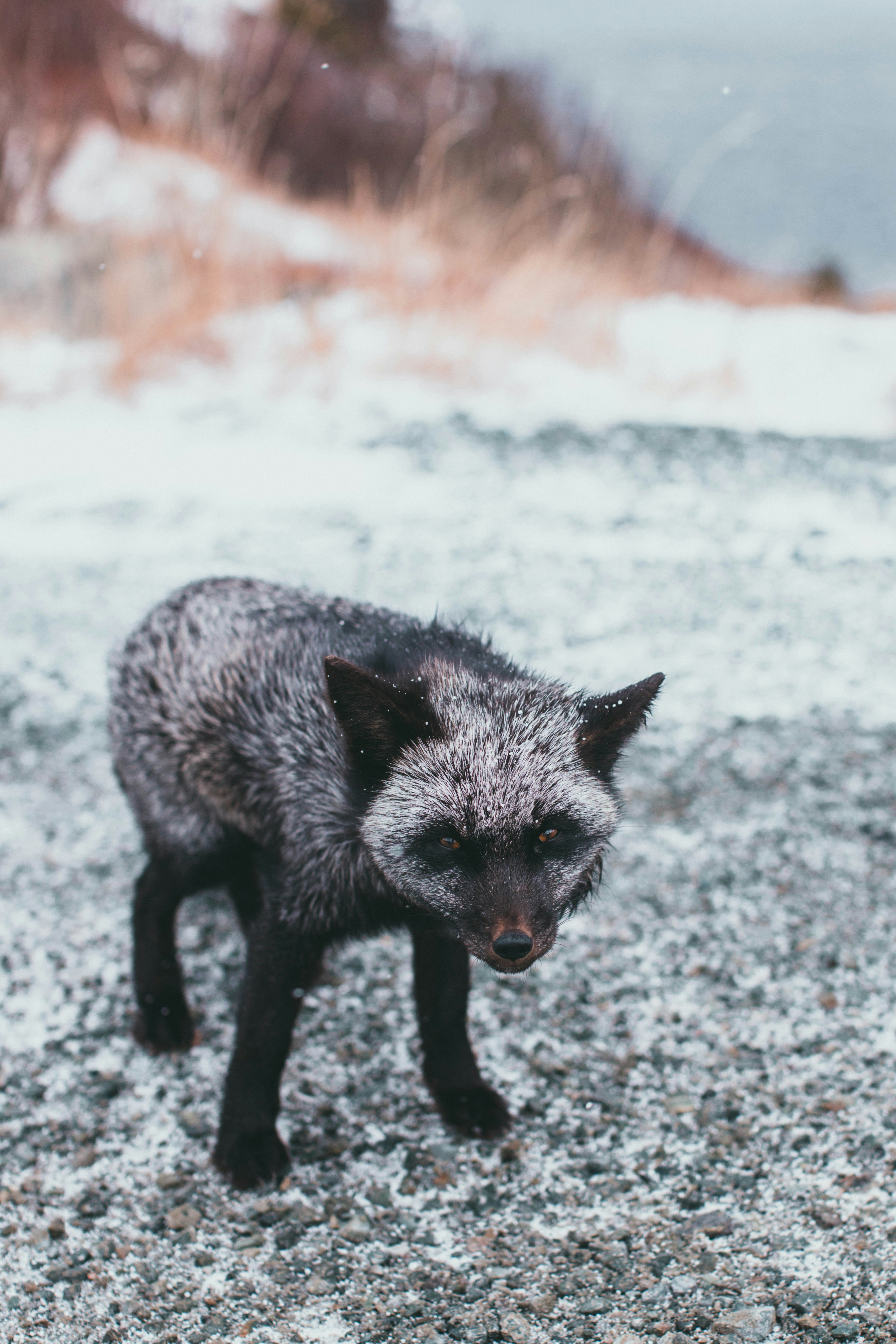 雪に覆われた野原を歩く小さな灰色の動物の写真 – Unsplashの