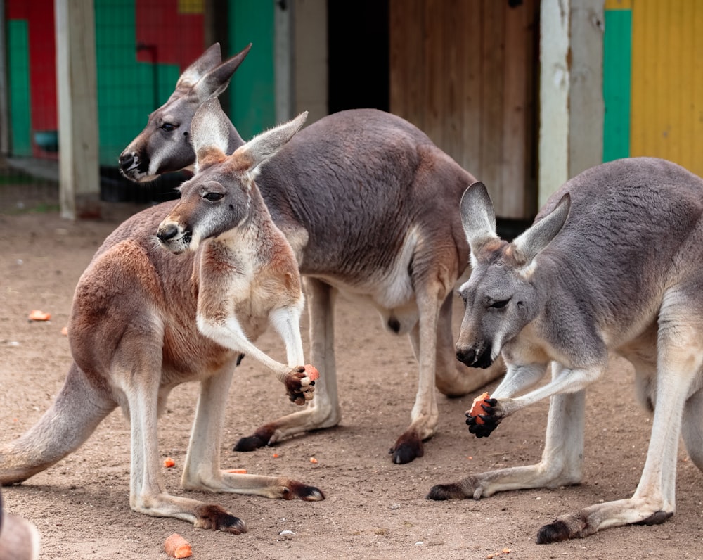 a group of kangaroos eating food in front of a building
