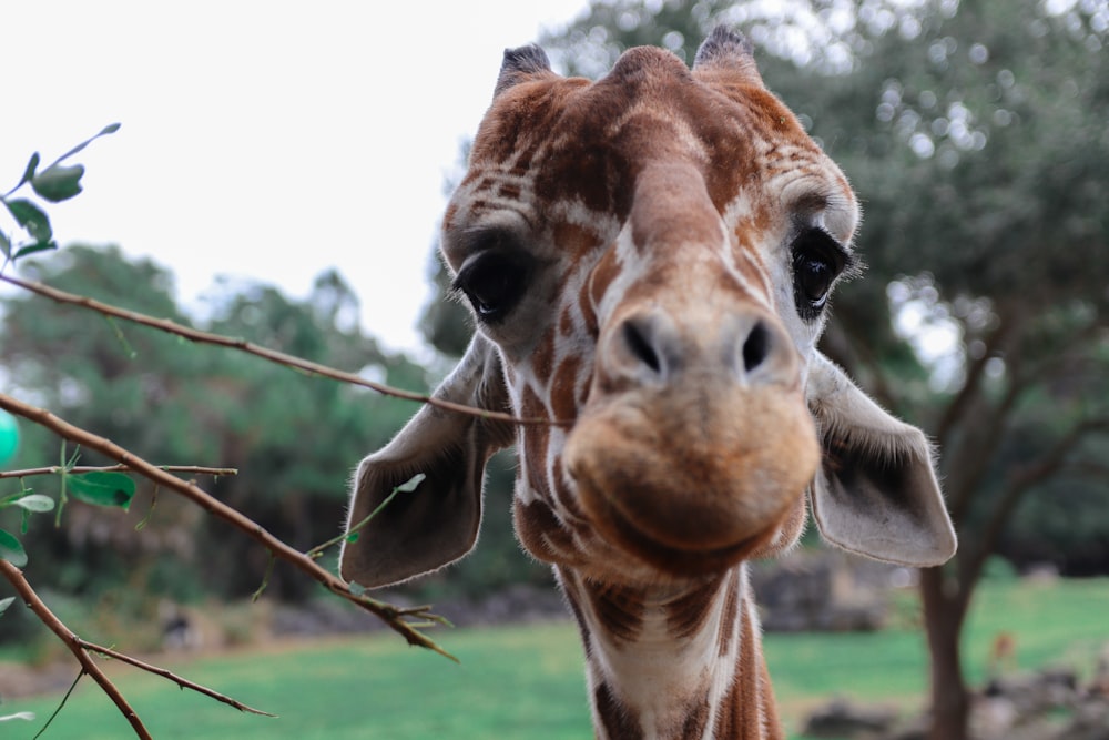 a close up of a giraffe near a tree