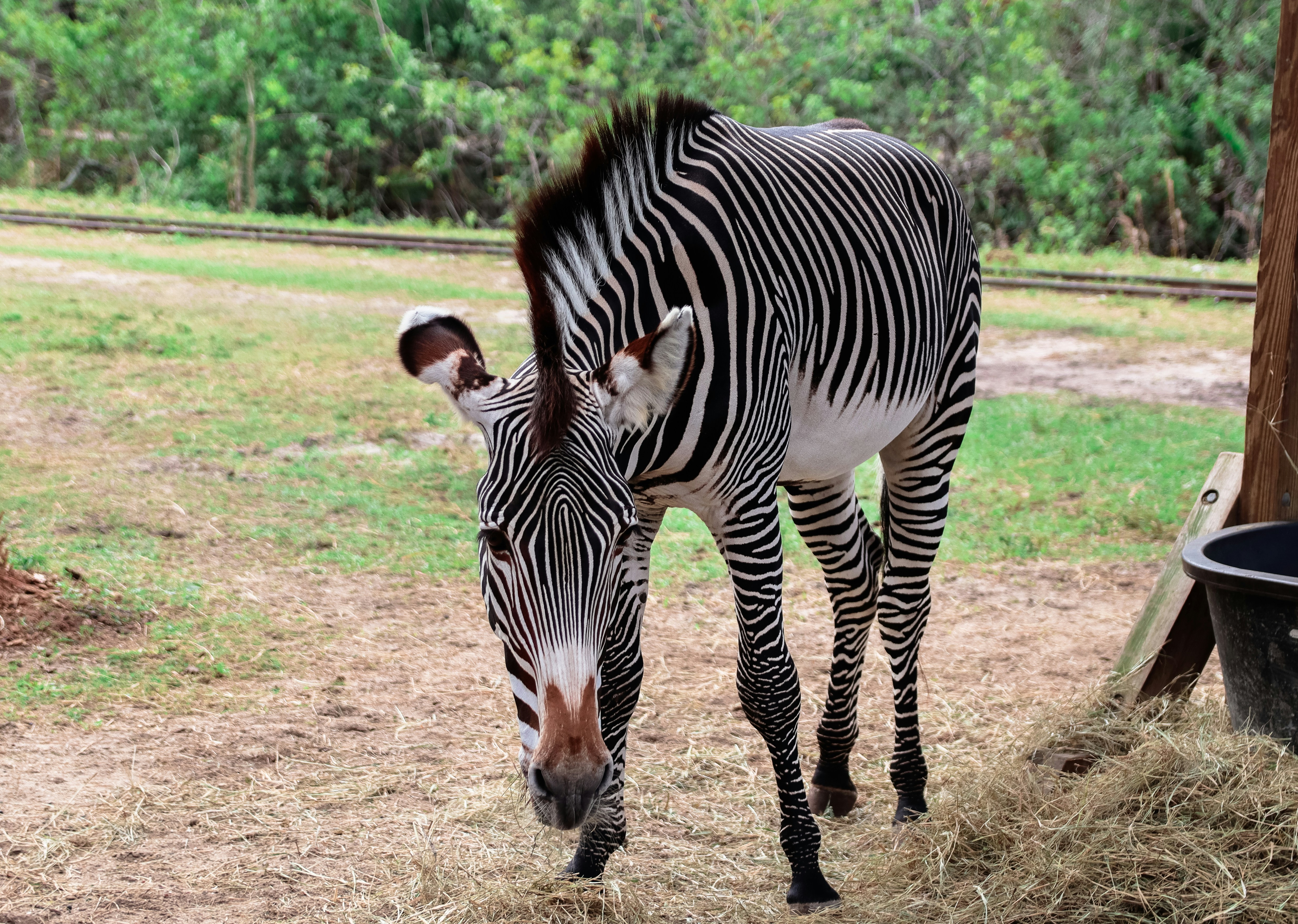 a zebra standing on top of a dry grass field