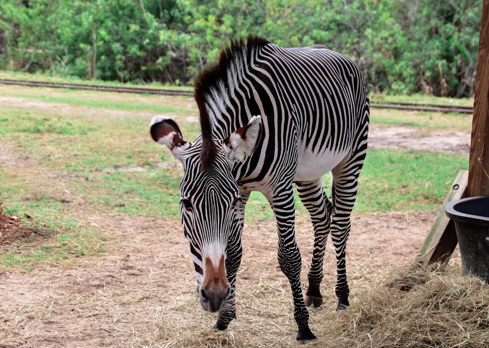 a zebra standing on top of a dry grass field